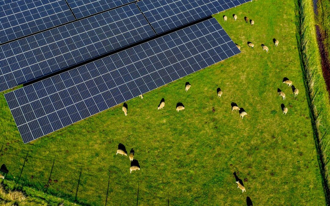 Maximizing Land Potential: The Rising Trend of Solar Grazing in the U.S.