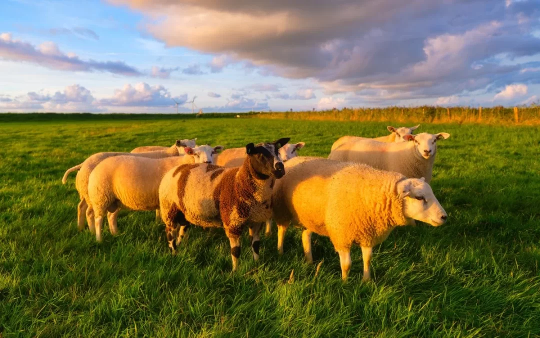 Sheep Grazing Helps Maintain Georgia Solar Farms While Improving Land Health